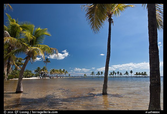 Palm trees during tidal flood,  Matheson Hammock Park. Coral Gables, Florida, USA
