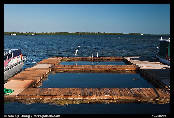 Deck and Heron, Sugarloaf Key. The Keys, Florida, USA (color)