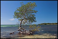 Red Mangrove growing in water, West Summerland Key. The Keys, Florida, USA ( color)