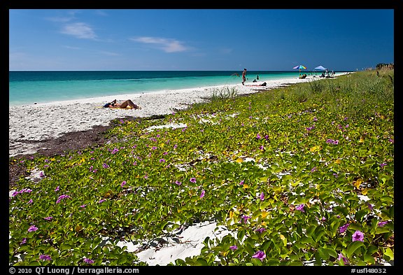 Dune vegetation, Sandspur Beach, Bahia Honda State Park. The Keys, Florida, USA (color)