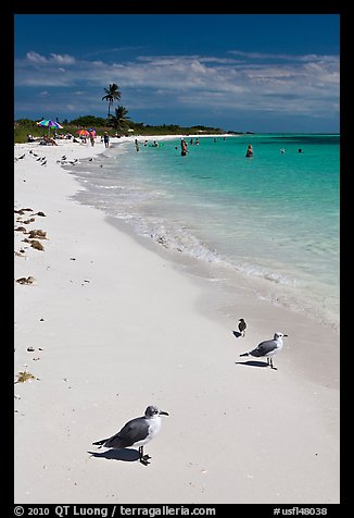 Seabirds, Sandspur Beach, Bahia Honda State Park. The Keys, Florida, USA (color)