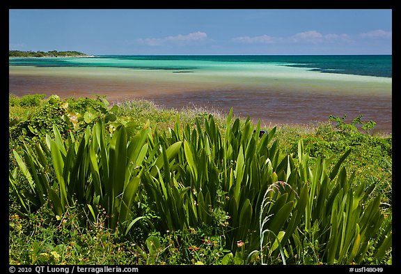 Plants and colorful Atlantic waters, Bahia Honda State Park. The Keys, Florida, USA (color)