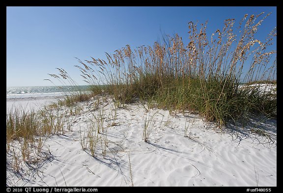 White sand beach with grasses, Fort De Soto Park. Florida, USA