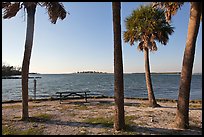 Palm trees,  Fort De Soto Park. Florida, USA (color)