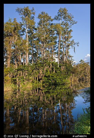 Cypress reflected in channel along Tamiami Trail, Big Cypress National Preserve. Florida, USA (color)