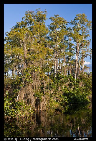 Bald Cypress with Spanish Moss near Tamiami Trail, Big Cypress National Preserve. Florida, USA (color)