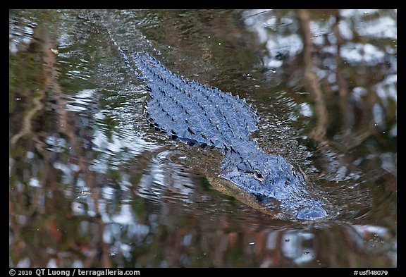 Alligator swimming in pond, Big Cypress National Preserve. Florida, USA