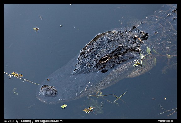 Alligator head, Big Cypress National Preserve. Florida, USA