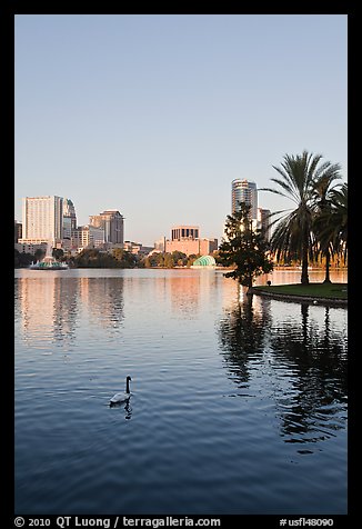 Swan, palm trees, and skyline, lake Eola. Orlando, Florida, USA (color)