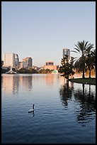 Swan, palm trees, and skyline, lake Eola. Orlando, Florida, USA (color)
