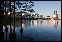 Bald Cypress and skyline, Sumerlin Park. Orlando, Florida, USA ( color)