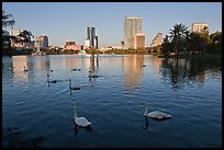 Swans and skyline, lake Eola. Orlando, Florida, USA (color)