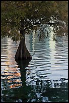 Bald Cypress and reflections, Lake Eola. Orlando, Florida, USA ( color)