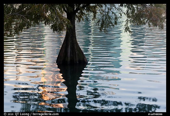 Cypress, reflections, and ripples, Lake Eola. Orlando, Florida, USA (color)