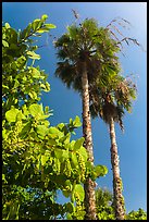 Seagrape and palm trees, Sanibel Island. Florida, USA (color)
