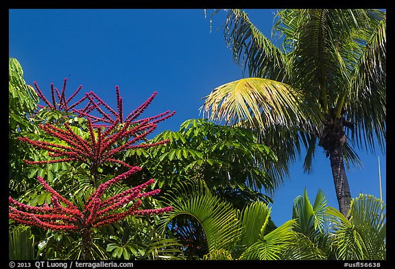 Flowering Octopus tree and palms, Sanibel Island. Florida, USA