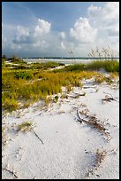 White sand, vegetation, Fort De Soto beach. Florida, USA (color)