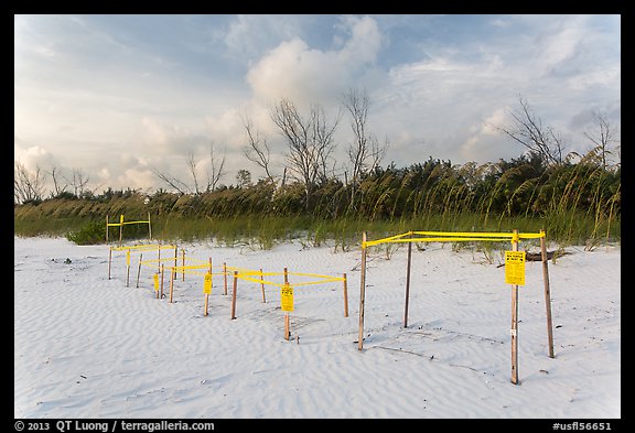 Sea turtle nestling area, Fort De Soto beach. Florida, USA (color)