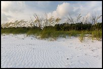 Rippled white sand and grasses, Fort De Soto beach. Florida, USA ( color)