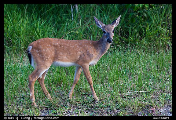 Key deer (Odocoileus virginianus clavium), Big Pine Key. The Keys, Florida, USA (color)
