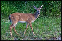 Key deer (Odocoileus virginianus clavium), Big Pine Key. The Keys, Florida, USA ( color)