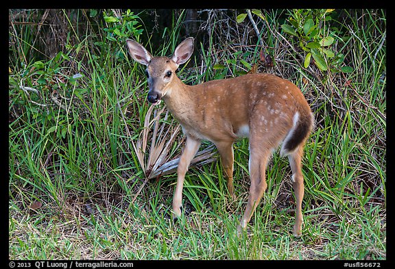 Endangered Key deer, Big Pine Key. The Keys, Florida, USA