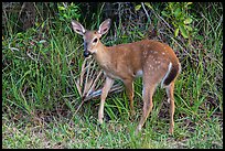 Endangered Key deer, Big Pine Key. The Keys, Florida, USA (color)