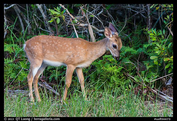 Key deer grazing at forest edge, Big Pine Key. The Keys, Florida, USA