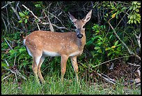 Endemic diminutive Key deer, Big Pine Key. The Keys, Florida, USA ( color)