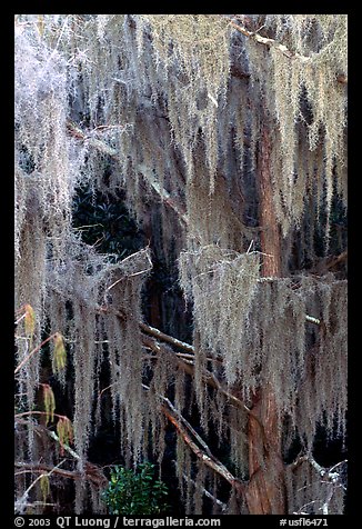 Spanish moss, Okefenokee Swamp. Georgia, USA (color)