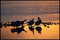 Pelicans and smaller wading birds at sunset, Ding Darling NWR. Florida, USA (color)