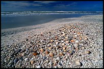 Beach covered with sea shells, sunrise. Sanibel Island, Florida, USA