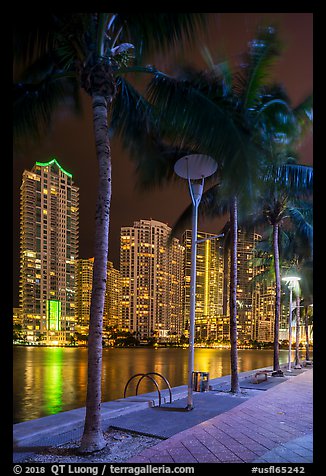Palm trees, Miami Riverwalk, Brickell at night, Miami. Florida, USA (color)