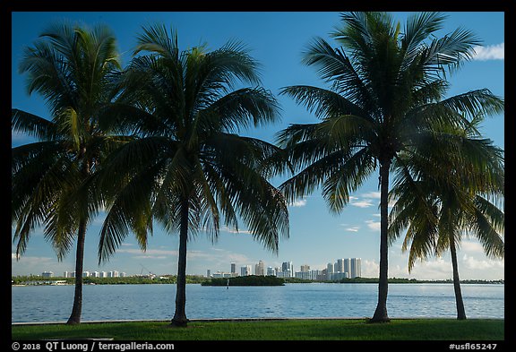 Palm trees, Biscayne Bay, distant skyline. Florida, USA (color)