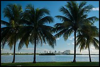 Palm trees, Biscayne Bay, distant skyline. Florida, USA ( color)
