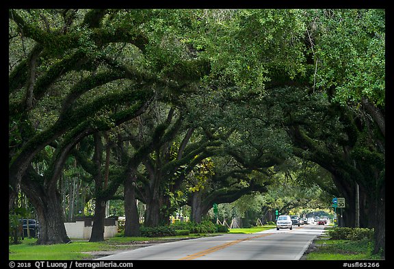 Road through tree tunnel. Coral Gables, Florida, USA (color)