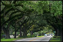 Road through tree tunnel. Coral Gables, Florida, USA ( color)