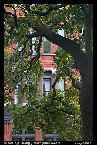 Live Oak tree and facade. Savannah, Georgia, USA