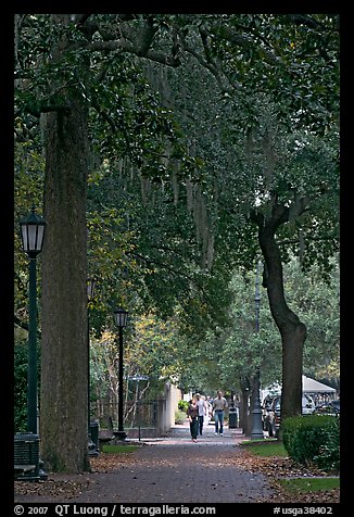 Street lined with oak trees and Spanish moss. Savannah, Georgia, USA (color)