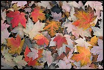 Fallen maple leaves. Georgia, USA (color)