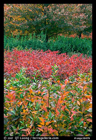 Shrubs and trees in fall colors. Atlanta, Georgia, USA (color)