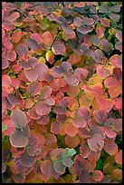 Shrub leaves in fall colors, Centenial Olympic Park. Atlanta, Georgia, USA