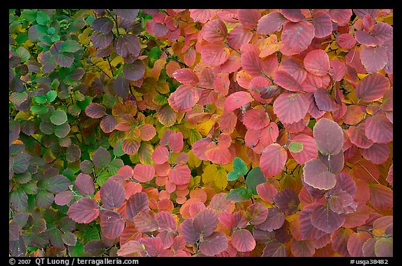 Shrub leaves in autumn colors. Atlanta, Georgia, USA (color)