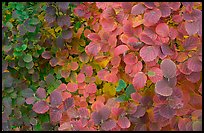 Shrub leaves in autumn colors. Atlanta, Georgia, USA