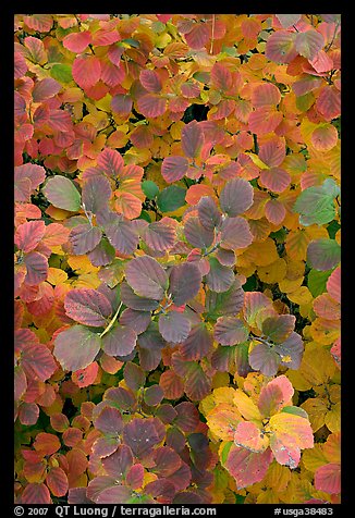 Shrub foliage in autumn colors. Atlanta, Georgia, USA