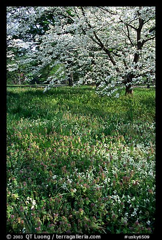 Spring wildflowers and tree in bloom, Bernheim arboretum. Kentucky, USA (color)