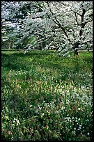 Spring wildflowers and tree in bloom, Bernheim arboretum. Kentucky, USA ( color)