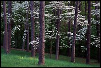 Pines and Dogwood trees in bloom, Bernheim arboretum. Kentucky, USA ( color)