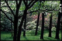 White and pink trees in bloom, Bernheim arboretum. Kentucky, USA (color)