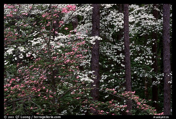 Pink and white trees in bloom, Bernheim arboretum. Kentucky, USA (color)